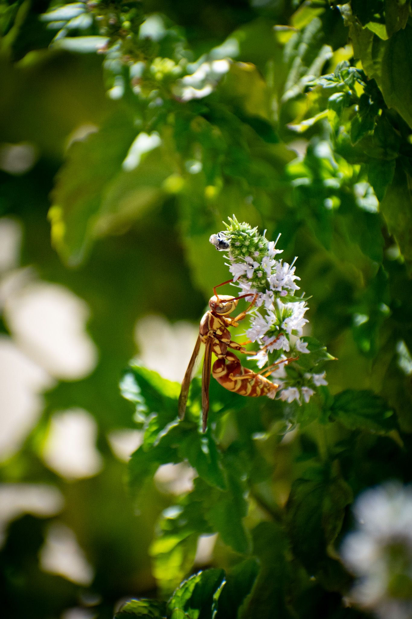 A close-up of a wasp collecting nectar from small white flowers among green foliage.