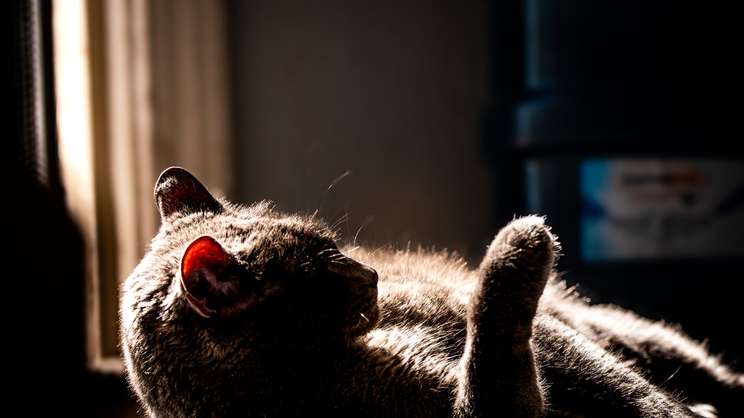 Silhouette of a cat stretching in sunlight streaming through a window.