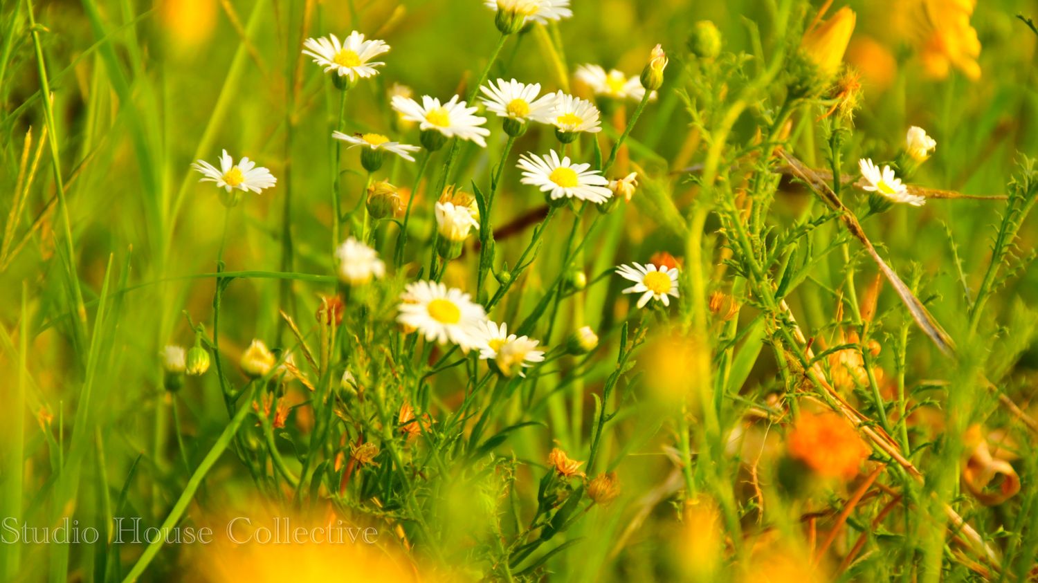 Delicate white daisies bloom among vibrant green grass and orange wildflowers in a sunny meadow.