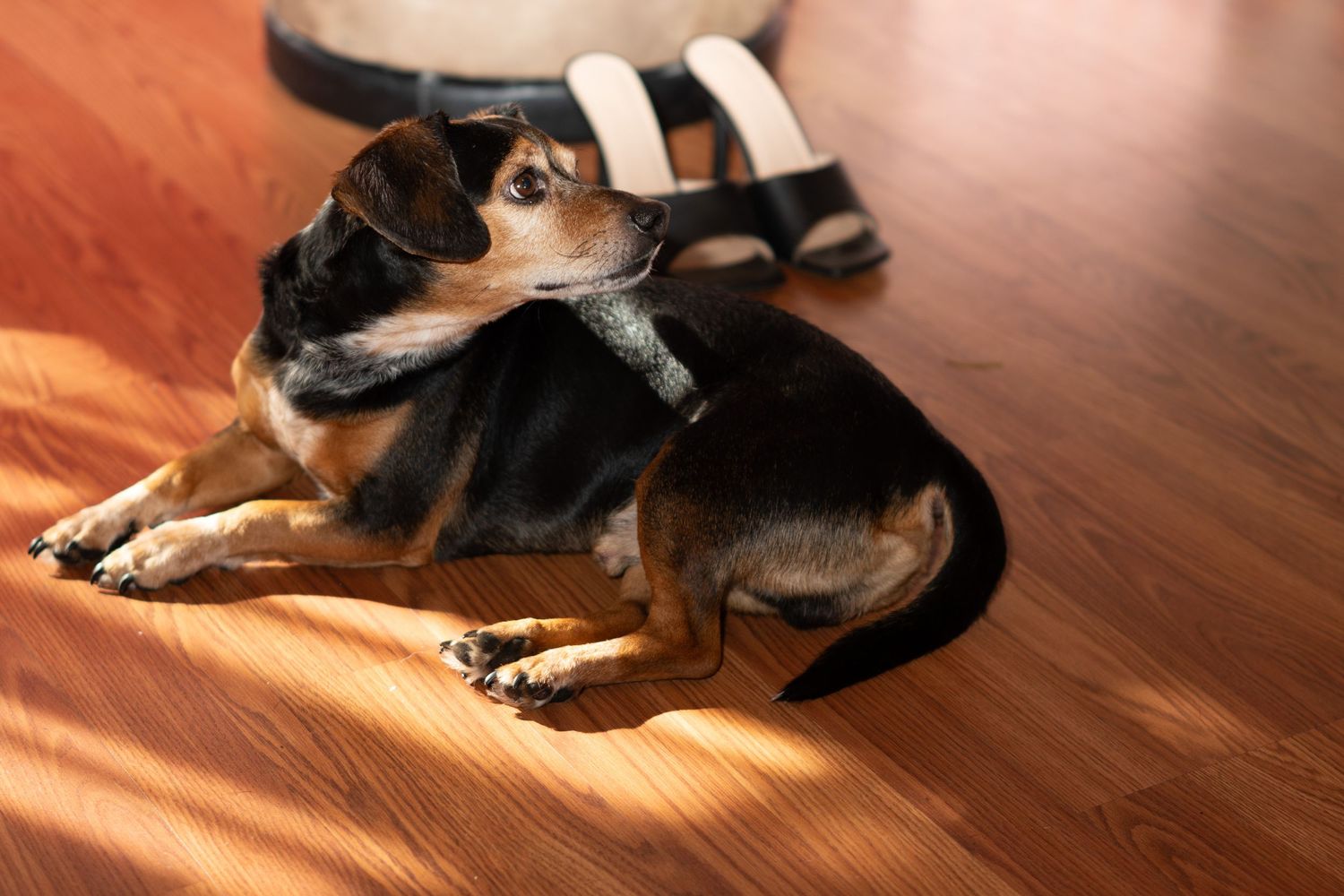 A black and brown dog rests on hardwood flooring in warm sunlight streaming through nearby windows.