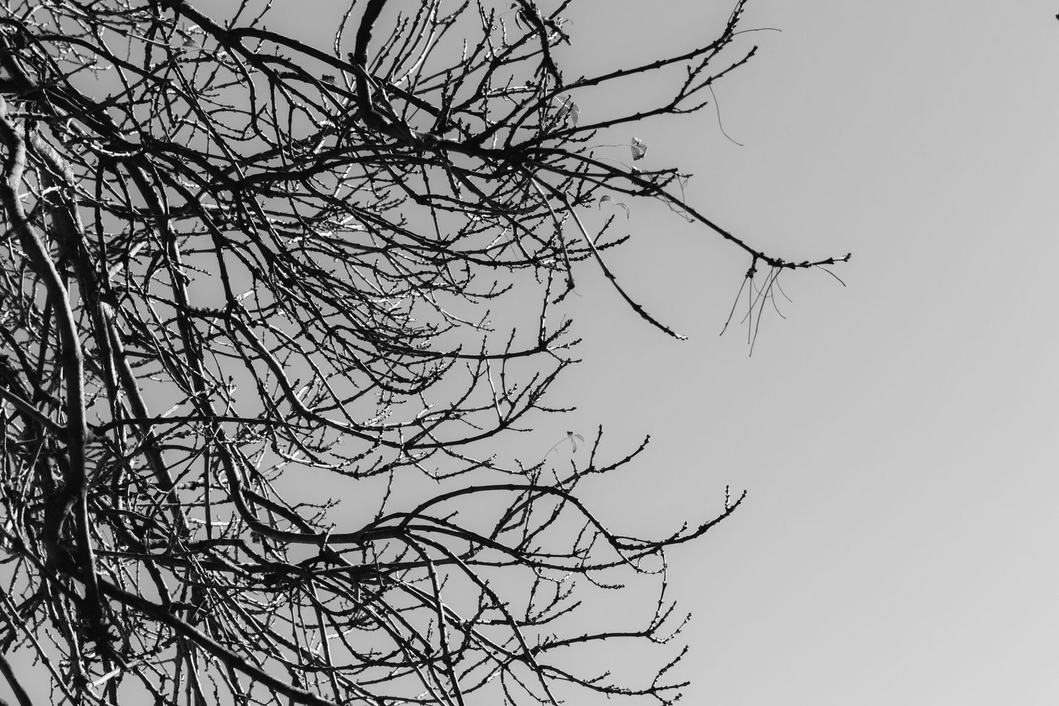 A creative black and white image of branches.