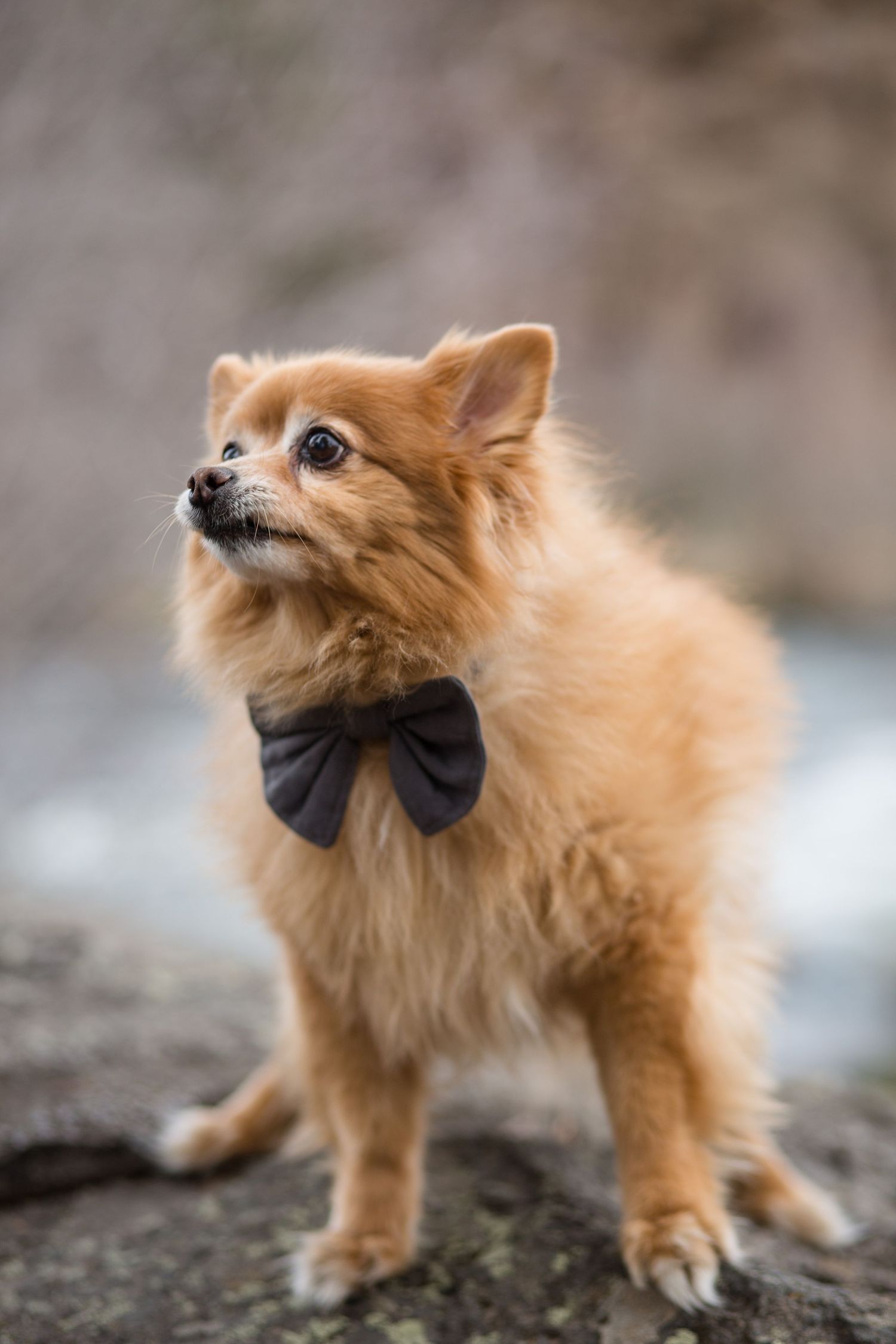 Portrait of a family dog in Bend, Oregon