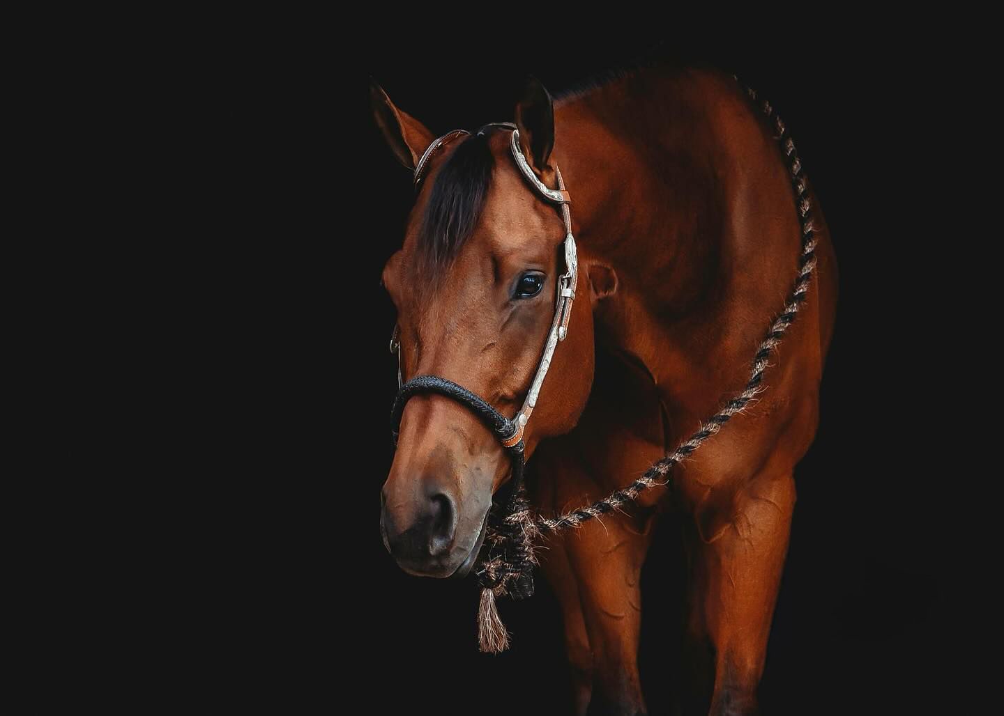 Series of dramatic close-up shots showing the profile of a majestic brown horse against black background.