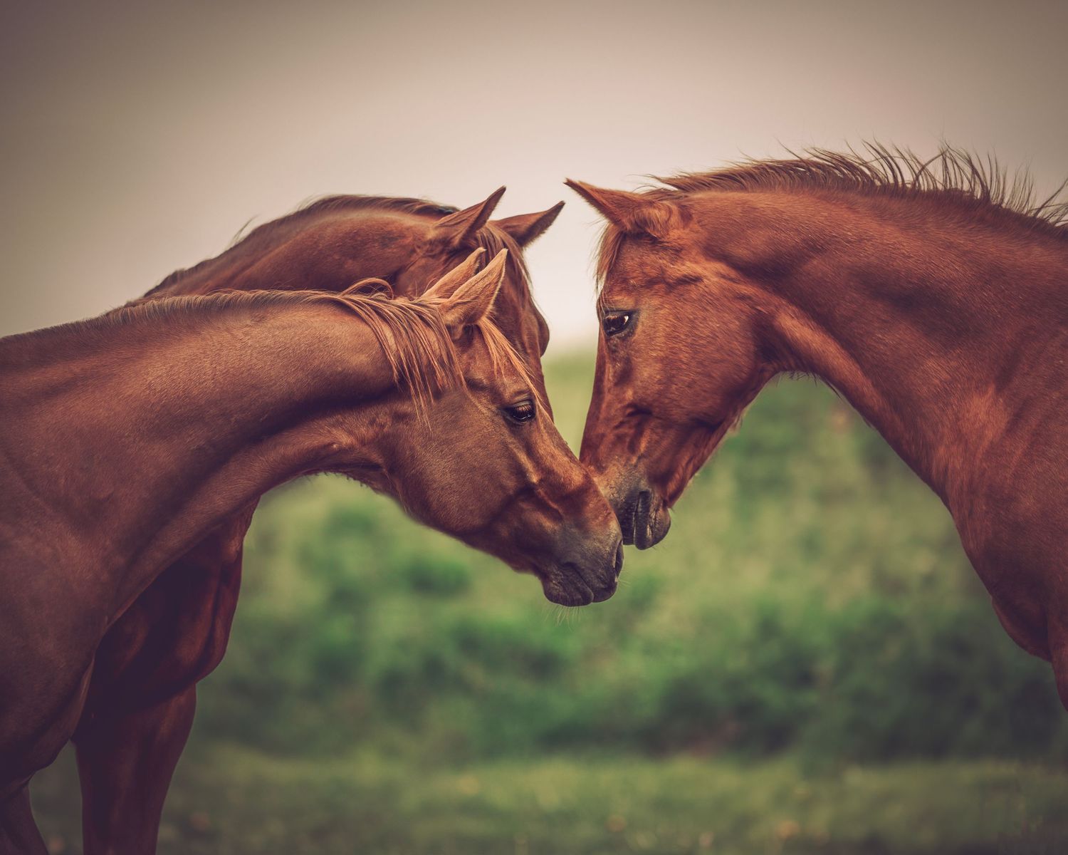 Close-up profile view of brown horses touching noses in a tender moment.