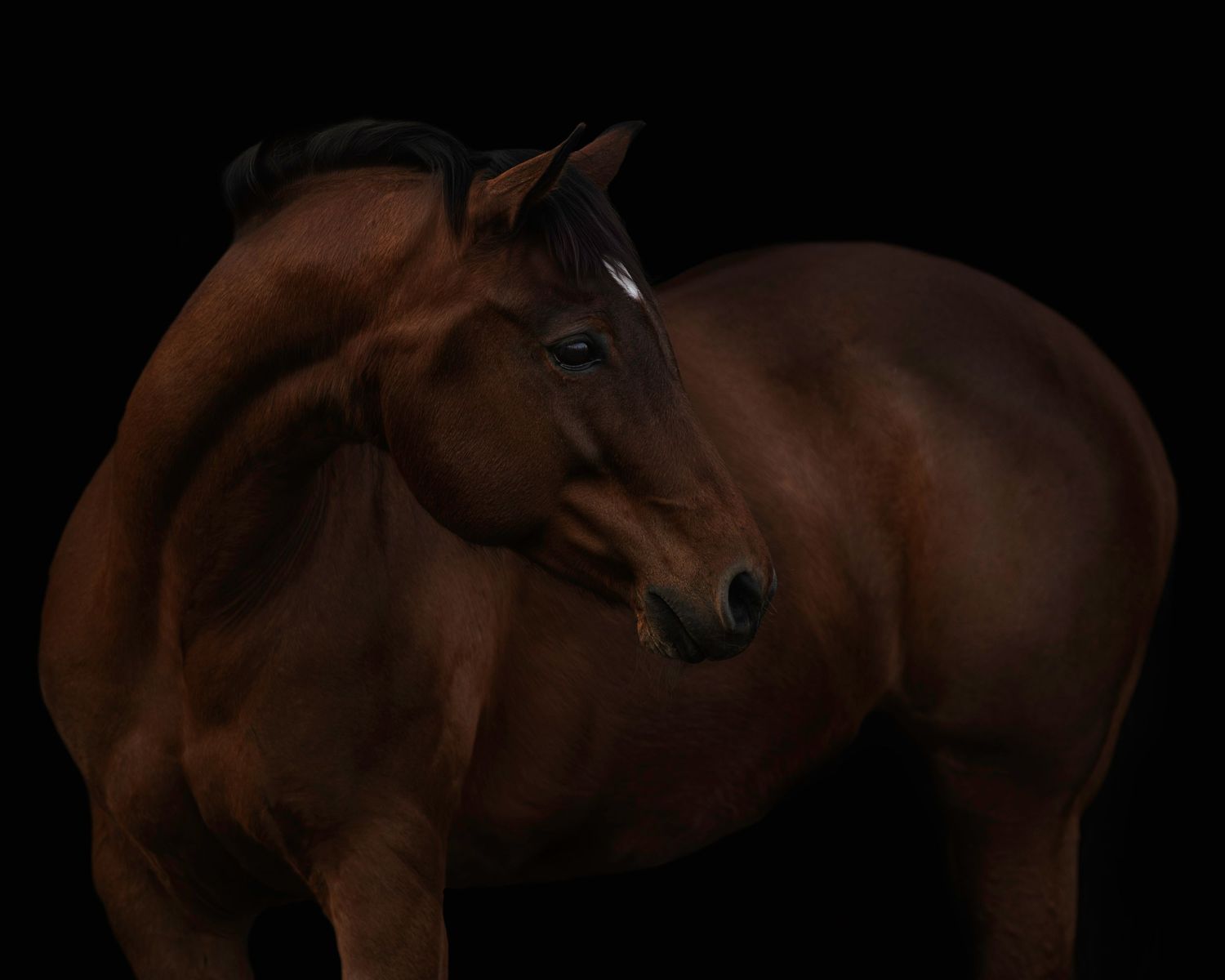 Several dark silhouettes of horses stand against a black background.