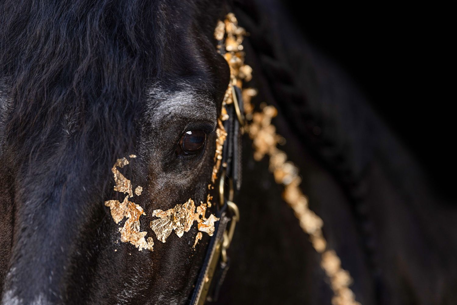 Close-up artistic portrait of a dark horse's face with decorative gold details.