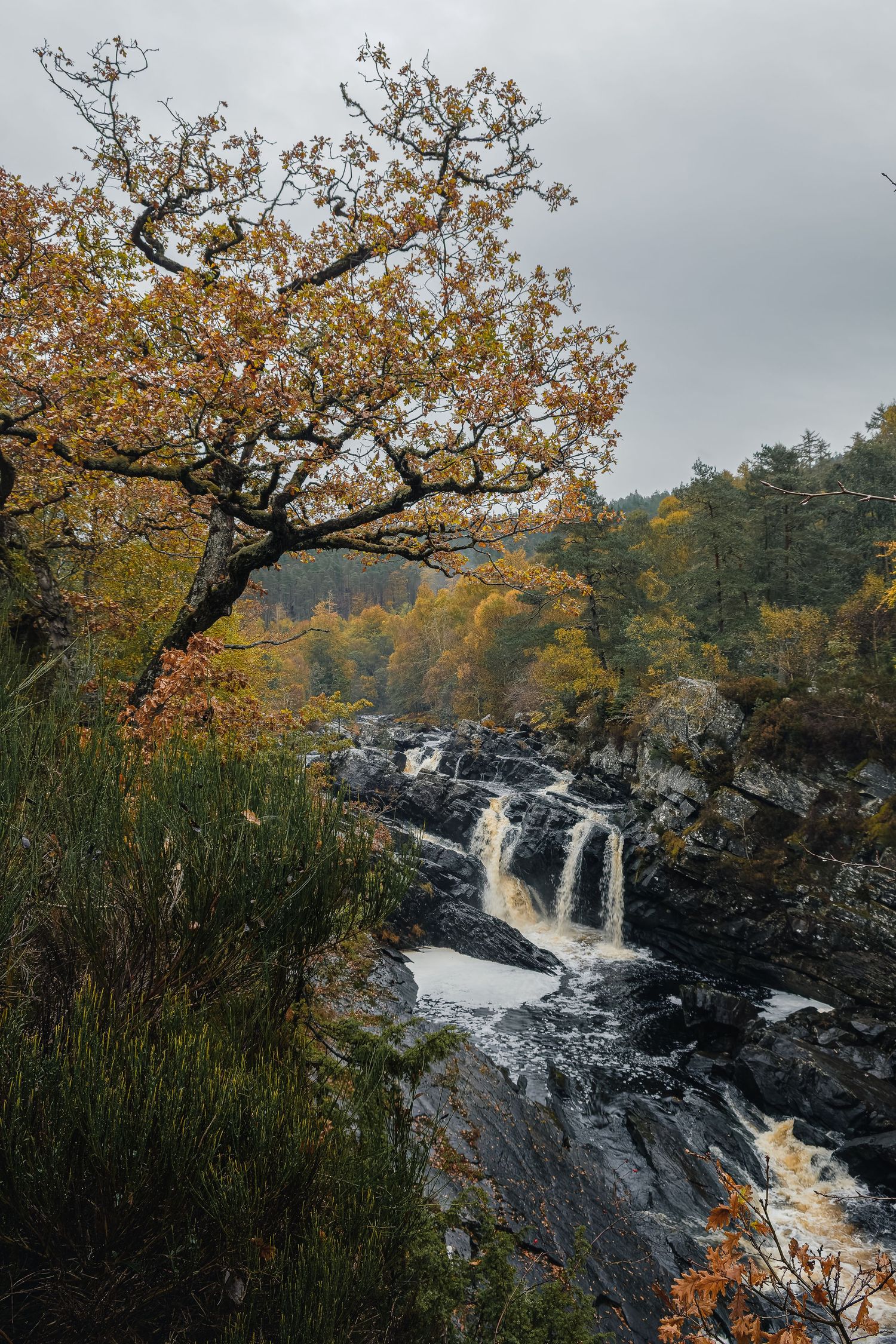 Cascade sauvage dans une forêt d'automne en Écosse. Paysage outdoor pour tourisme de nature, randonnée et photographie de paysage.