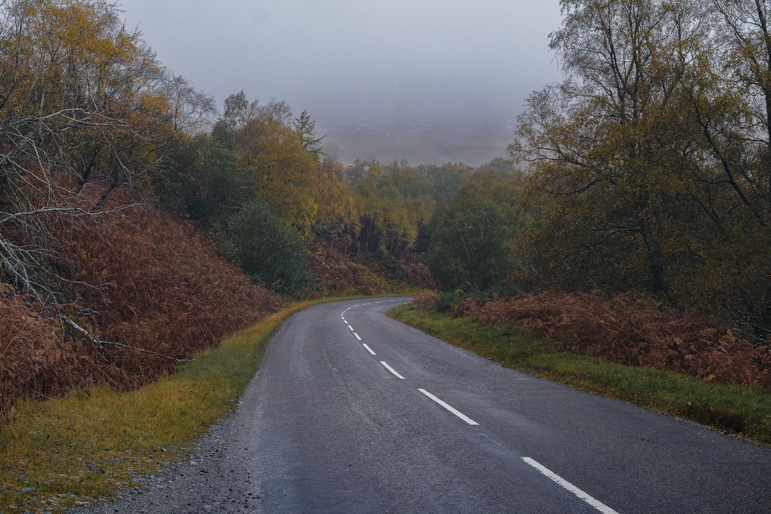 Route sinueuse à travers une forêt de fougères rousses dans les Highlands, ambiance mystique d'un road trip en Écosse sous la brume.