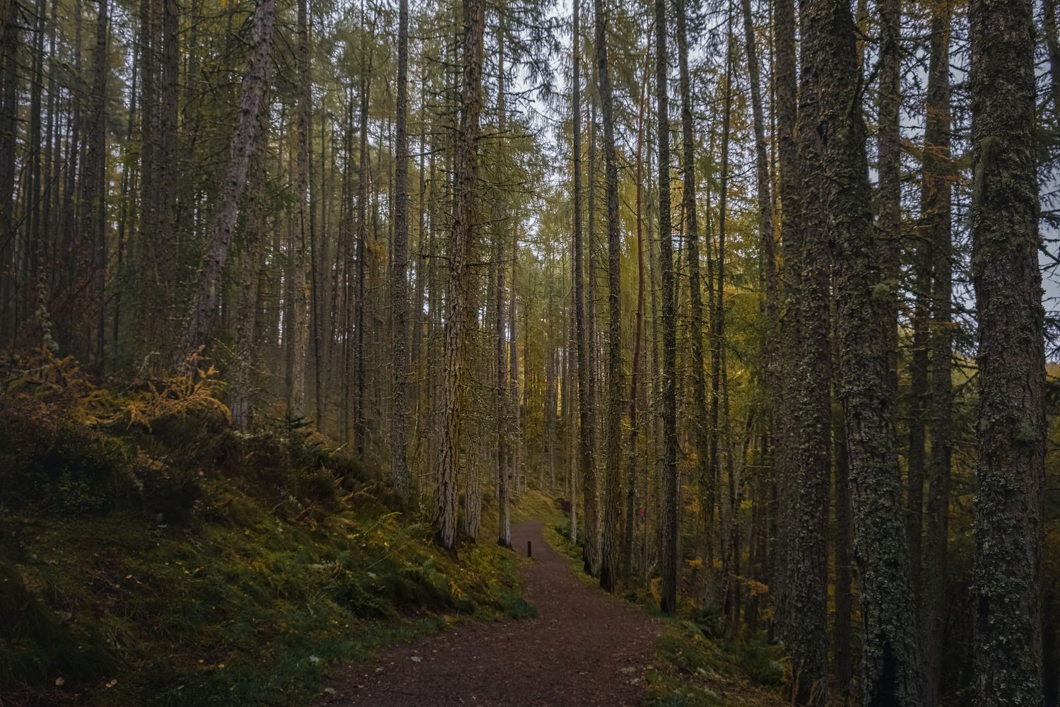 Sentier de randonnée dans une forêt de pins en Écosse. Activité outdoor et nature sauvage pour tourisme d'aventure dans les Highlands.