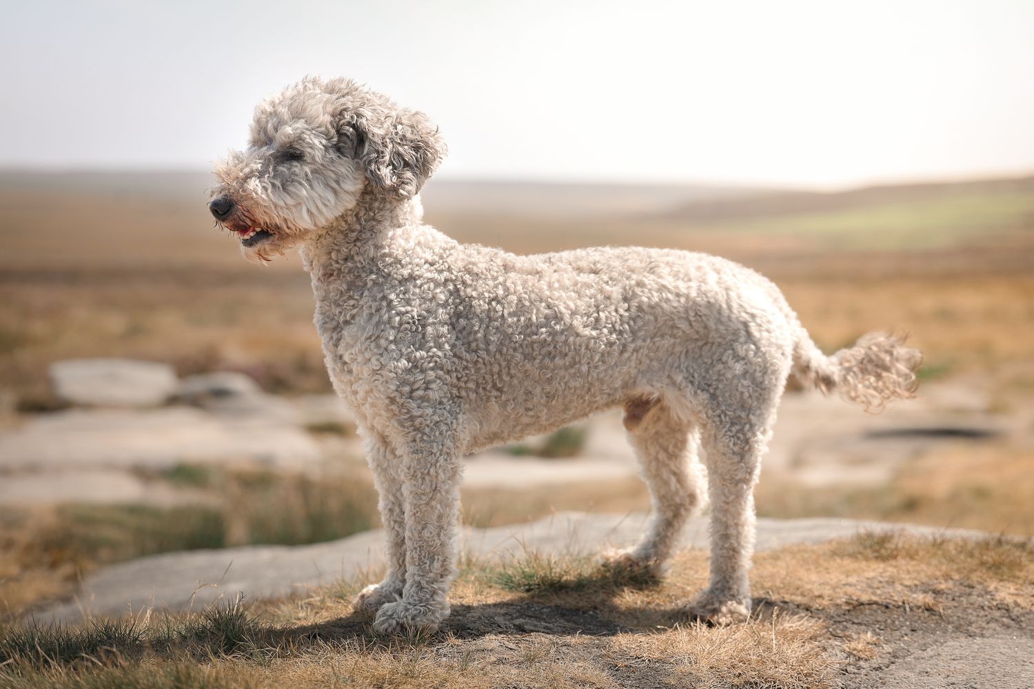 Dog photographed by Lincolnshire Pet Photographer Sadie York Photography. Dog Photography.