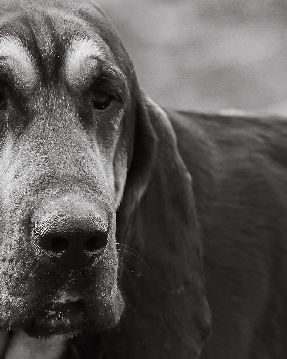 Dog photographed by Lincolnshire Pet Photographer Sadie York Photography. Dog Photography.