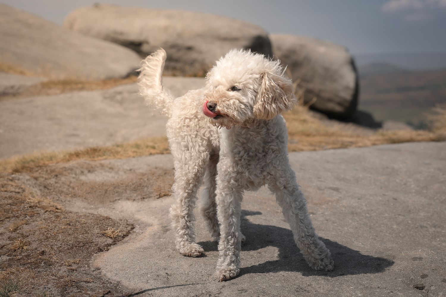 Dog photographed by Lincolnshire Pet Photographer Sadie York Photography. Dog Photography.