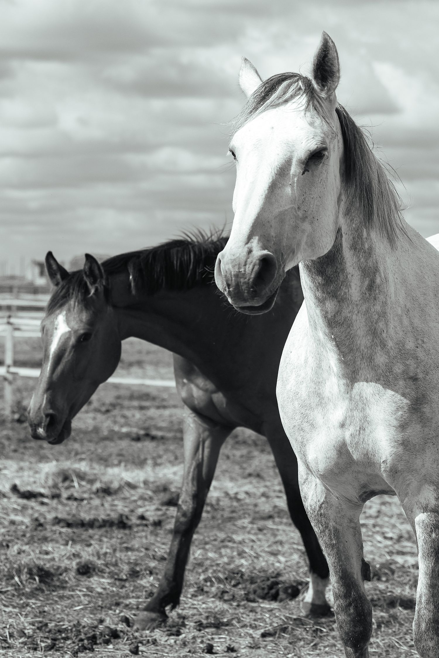 Horse portrait photographed outdoors in Lincolnshire by equine photographer Sadie York Photography.