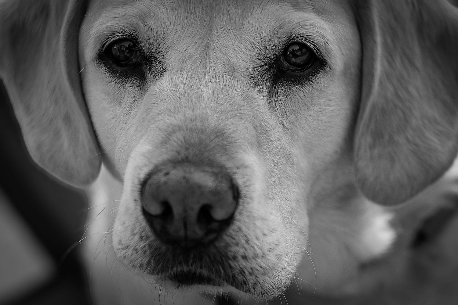 Dog photographed by Lincolnshire Pet Photographer Sadie York Photography. Dog Photography.