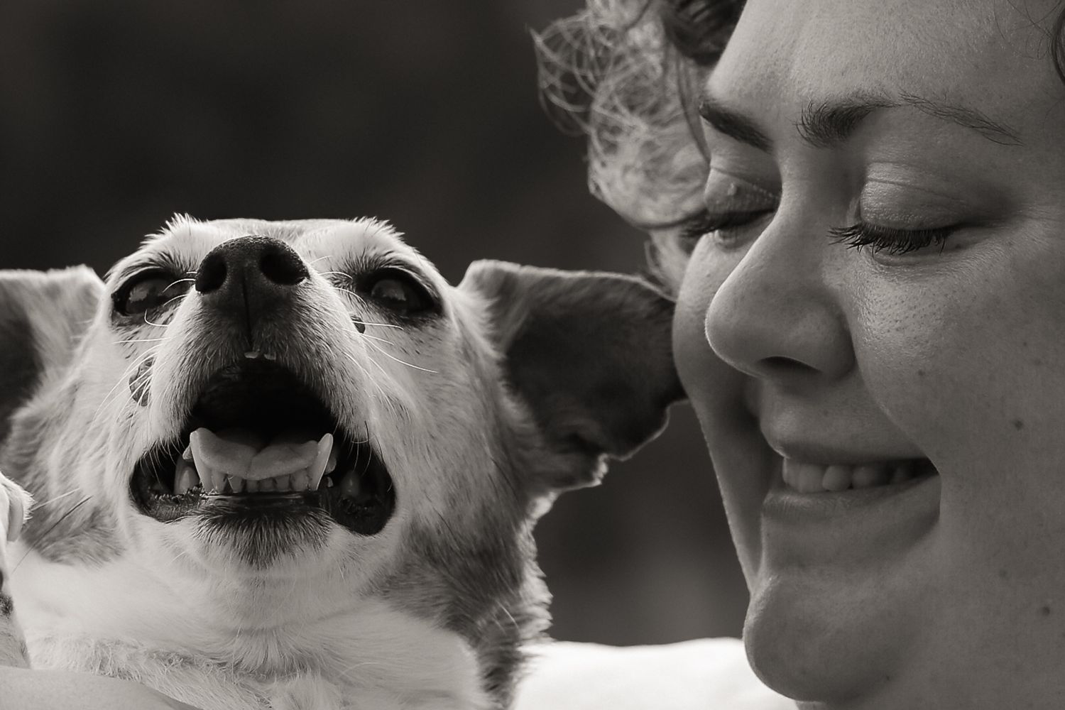 Dog photographed by Lincolnshire Pet Photographer Sadie York Photography. Dog Photography.