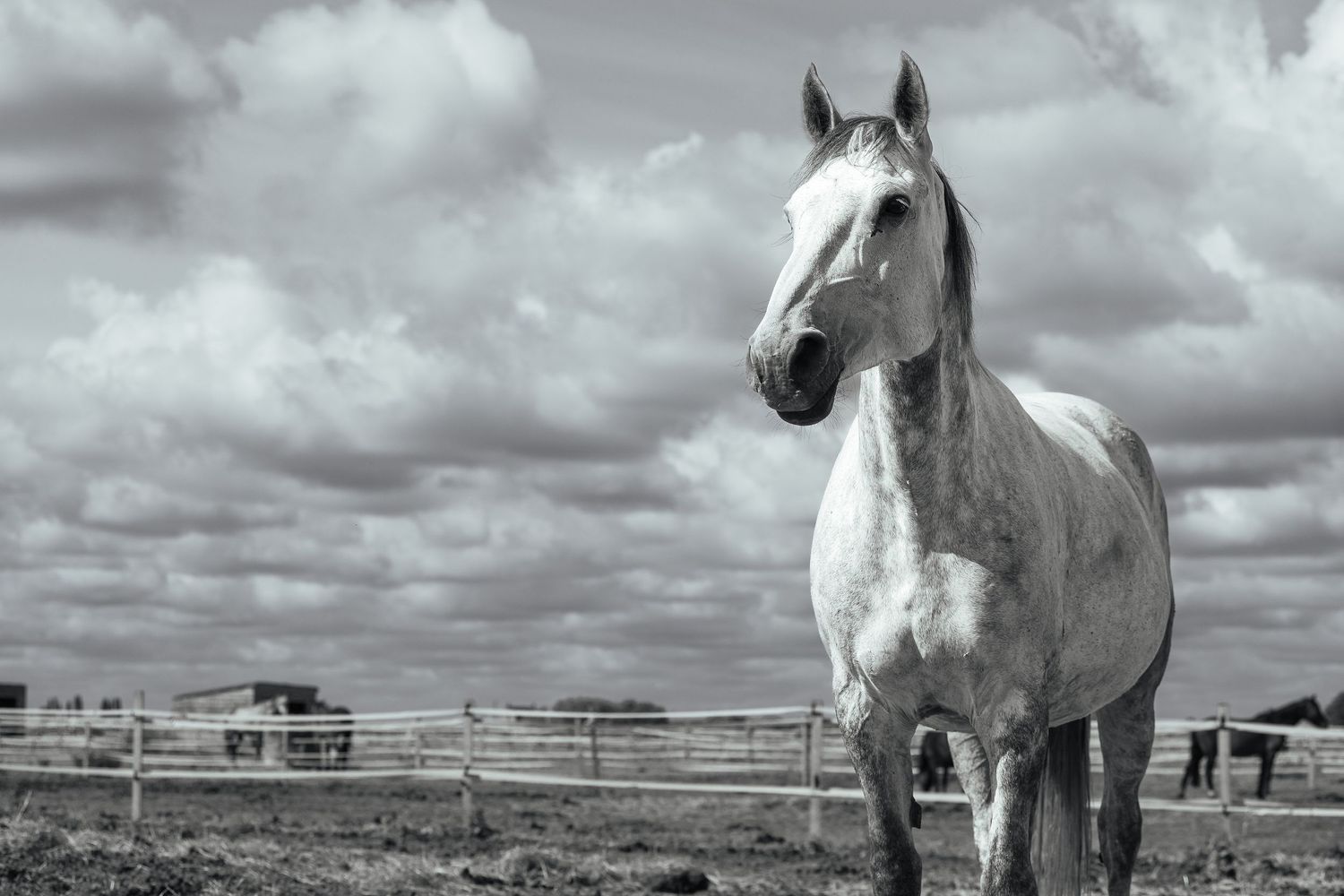 Horse portrait photographed outdoors in Lincolnshire by equine photographer Sadie York Photography.