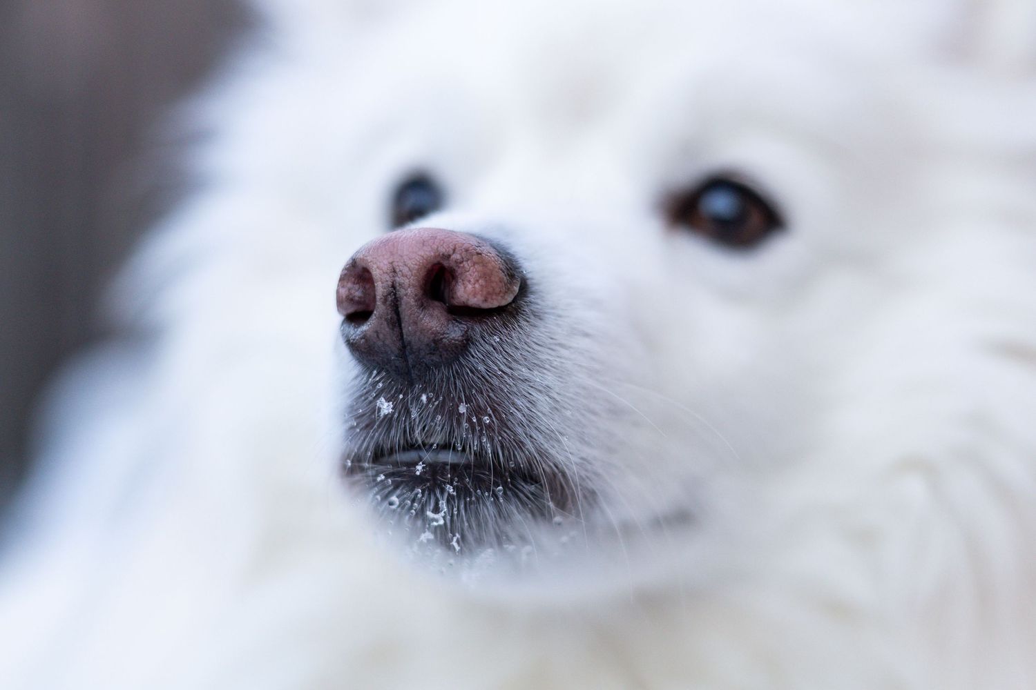 Dog photographed by Lincolnshire Pet Photographer Sadie York Photography. Dog Photography.