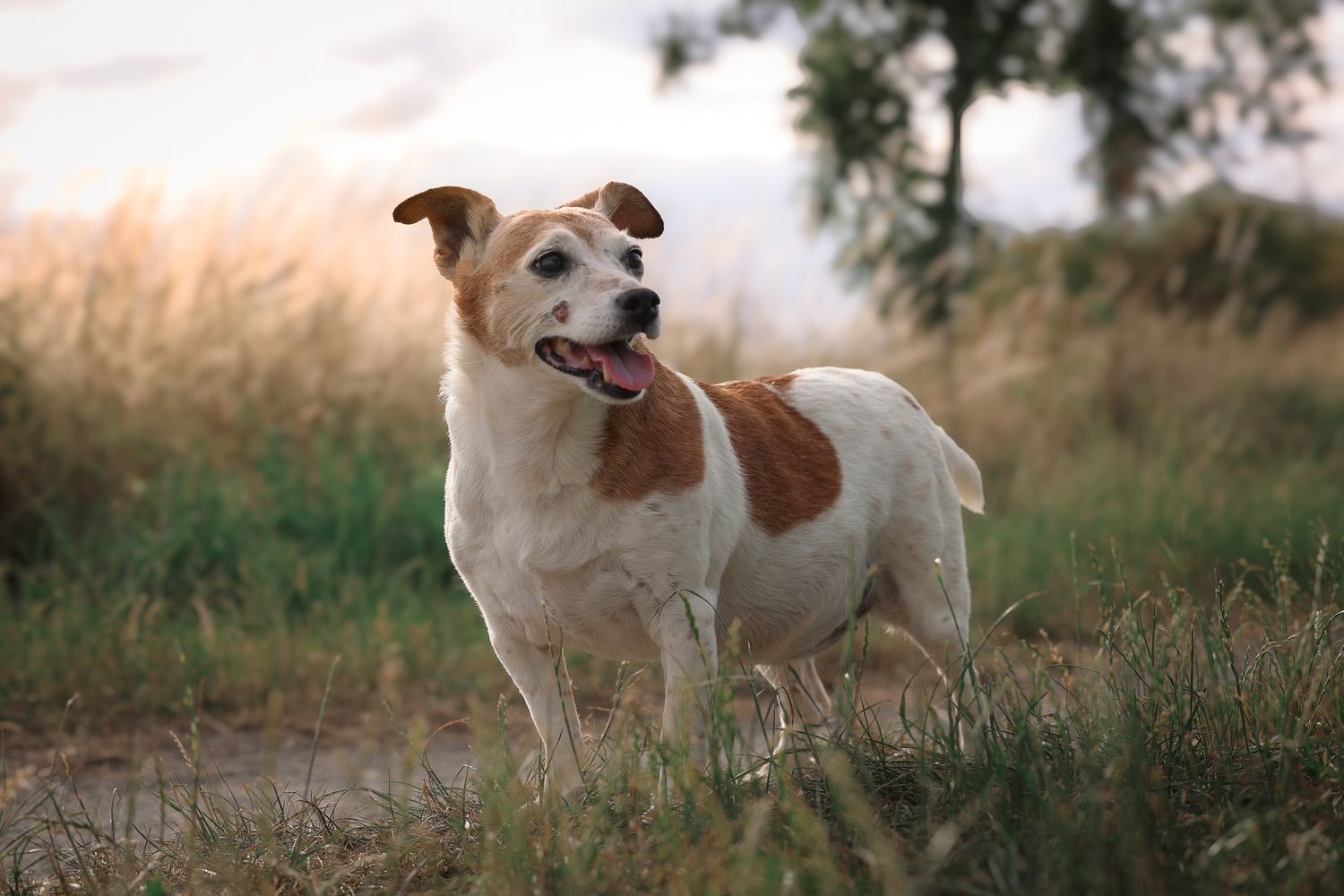 Dog photographed by Lincolnshire Pet Photographer Sadie York Photography. Dog Photography.