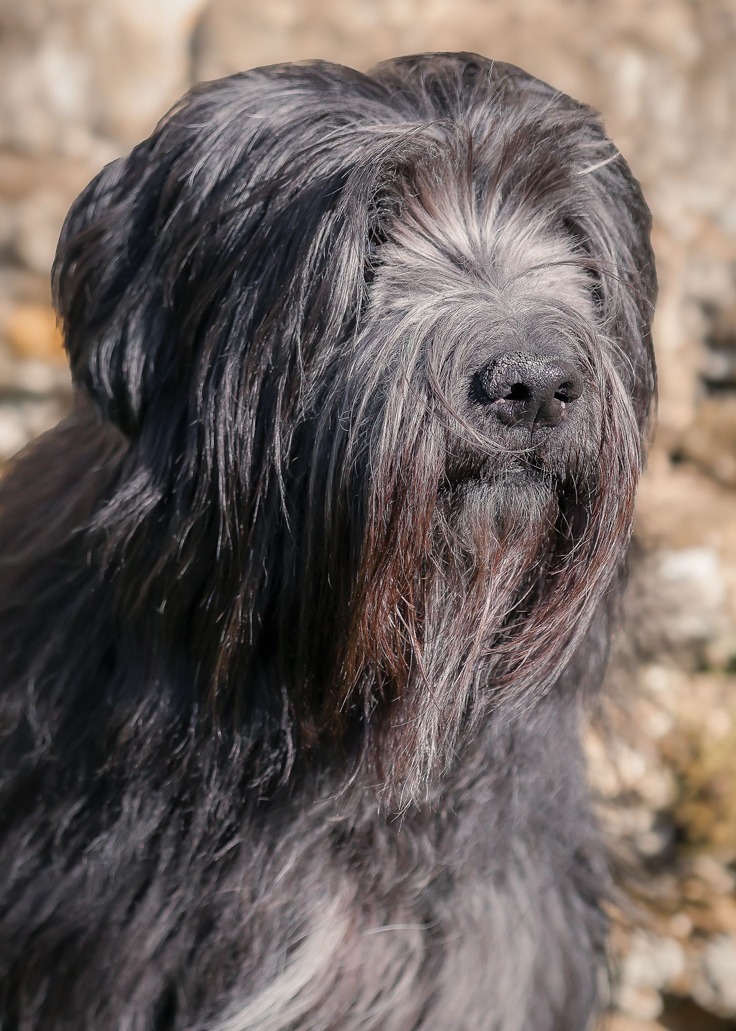 Dog photographed by Lincolnshire Pet Photographer Sadie York Photography. Dog Photography.