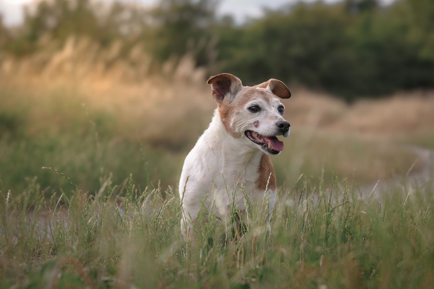 Dog photographed by Lincolnshire Pet Photographer Sadie York Photography. Dog Photography.