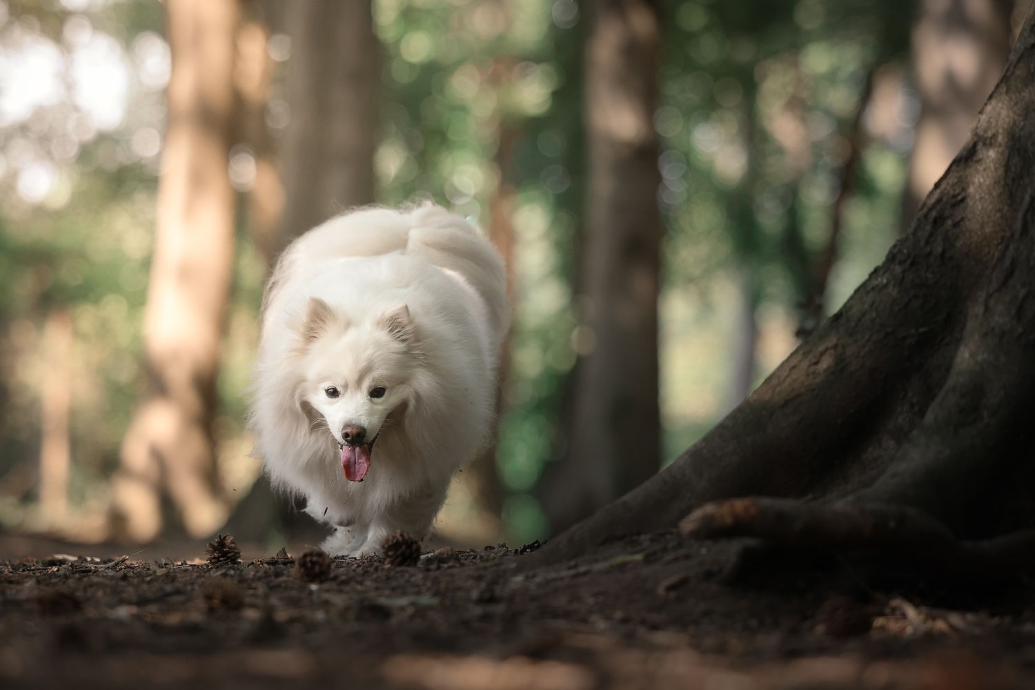 Dog photographed by Lincolnshire Pet Photographer Sadie York Photography. Dog Photography.