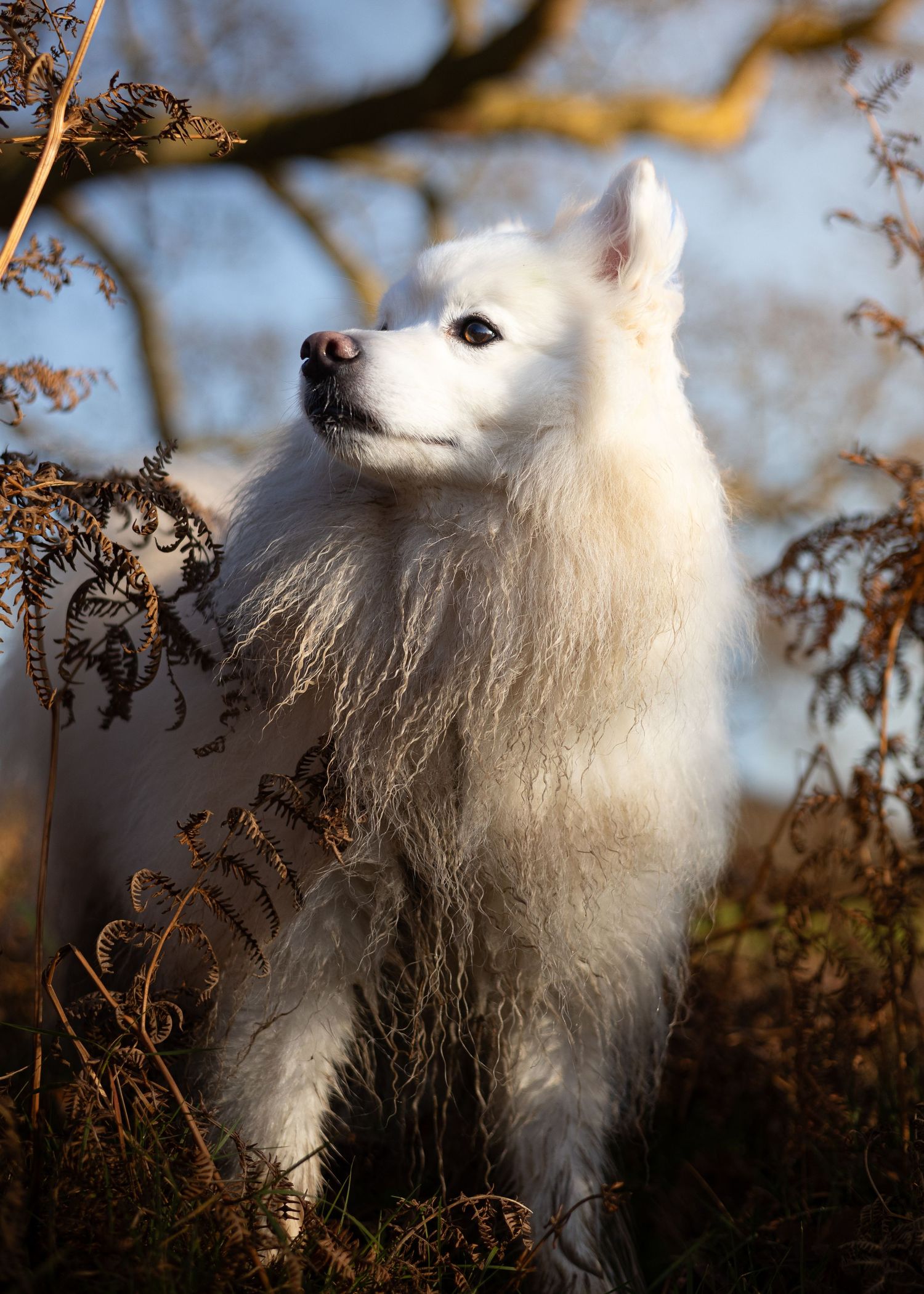 Dog photographed by Lincolnshire Pet Photographer Sadie York Photography. Dog Photography.