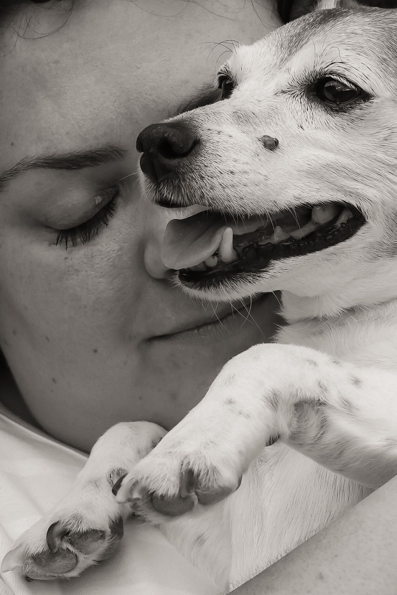 Dog photographed by Lincolnshire Pet Photographer Sadie York Photography. Dog Photography.