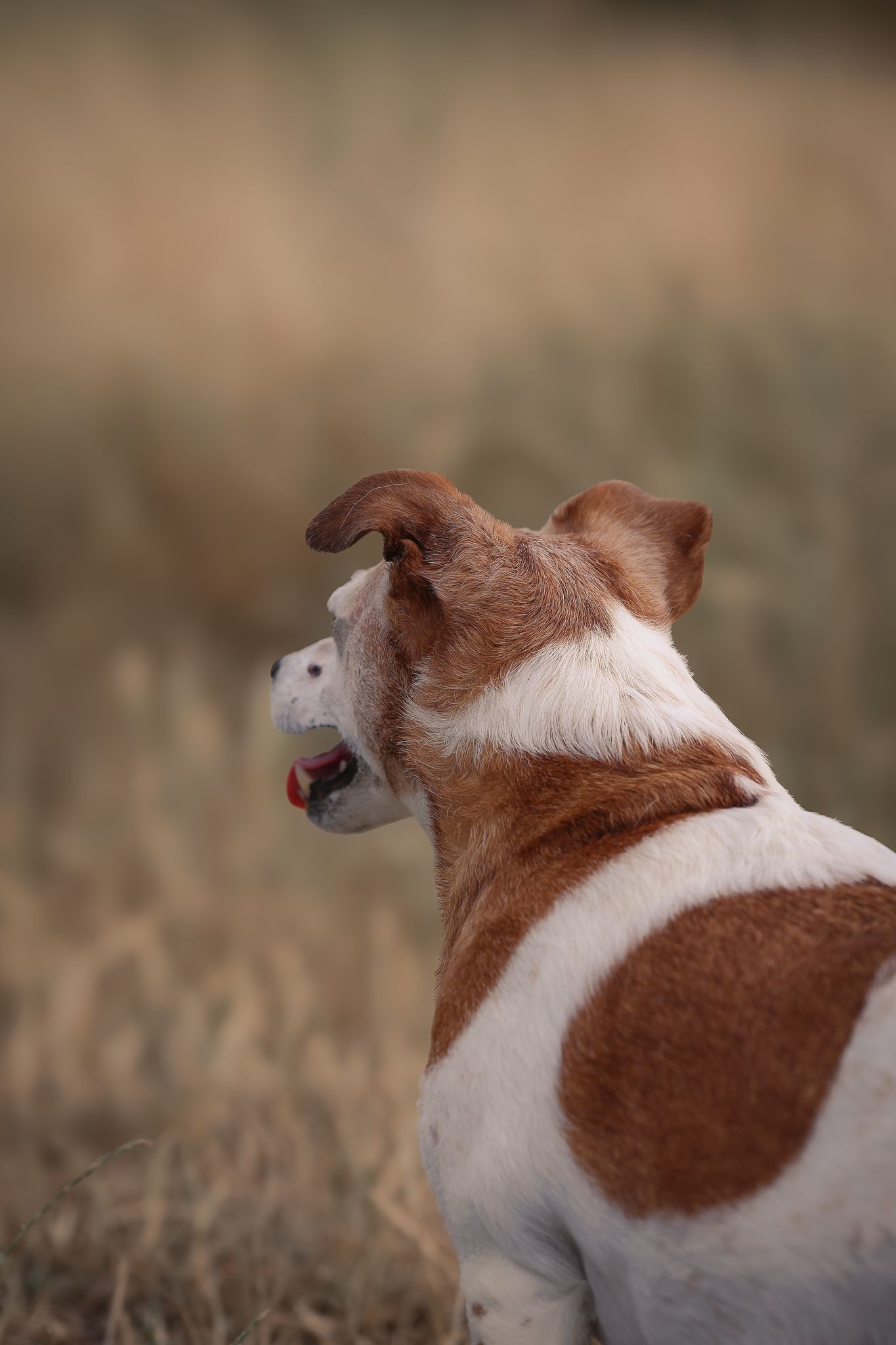 Dog photographed by Lincolnshire Pet Photographer Sadie York Photography. Dog Photography.