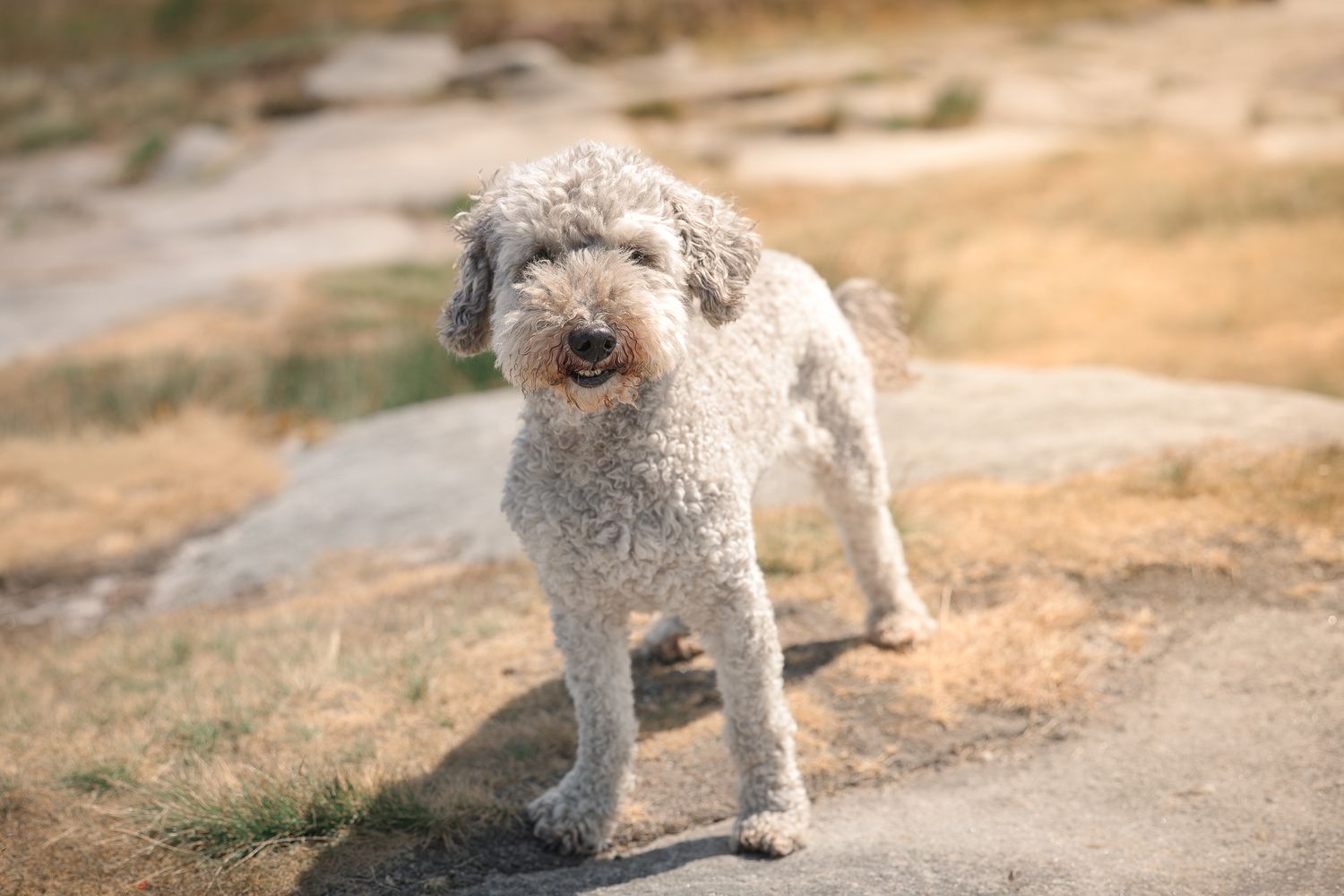 Dog photographed by Lincolnshire Pet Photographer Sadie York Photography. Dog Photography.