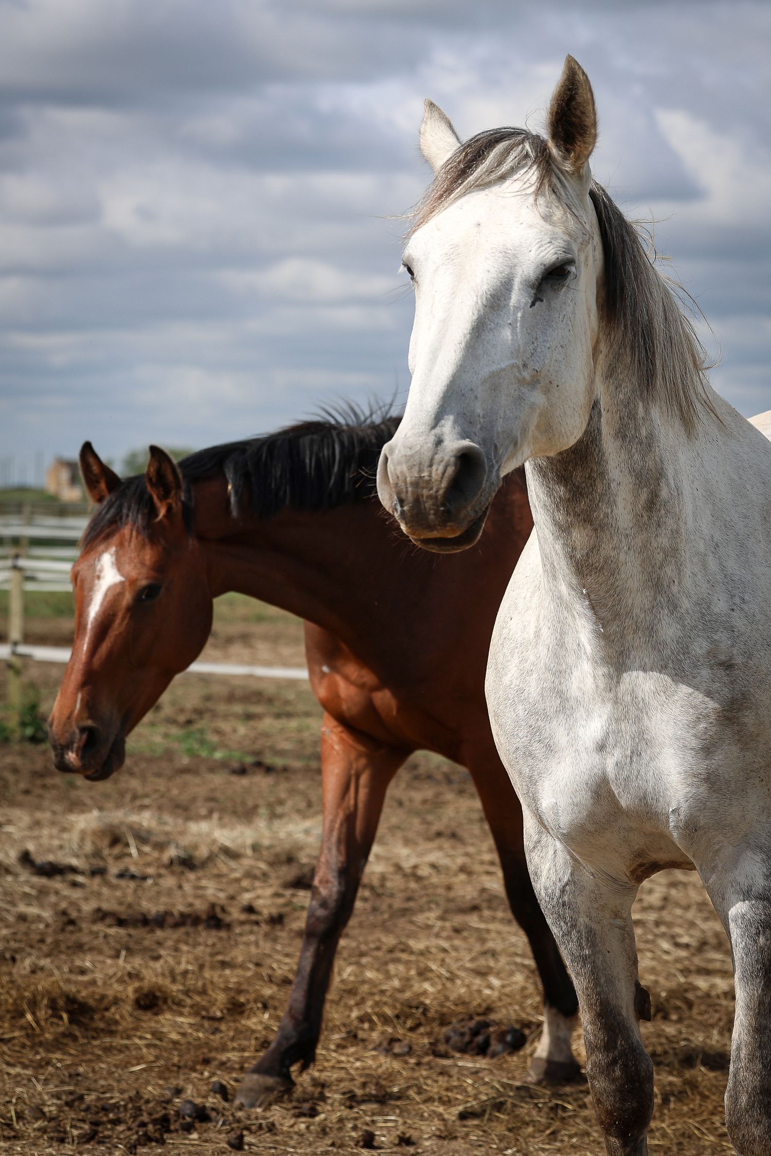 Horse portrait photographed outdoors in Lincolnshire by equine photographer Sadie York Photography.