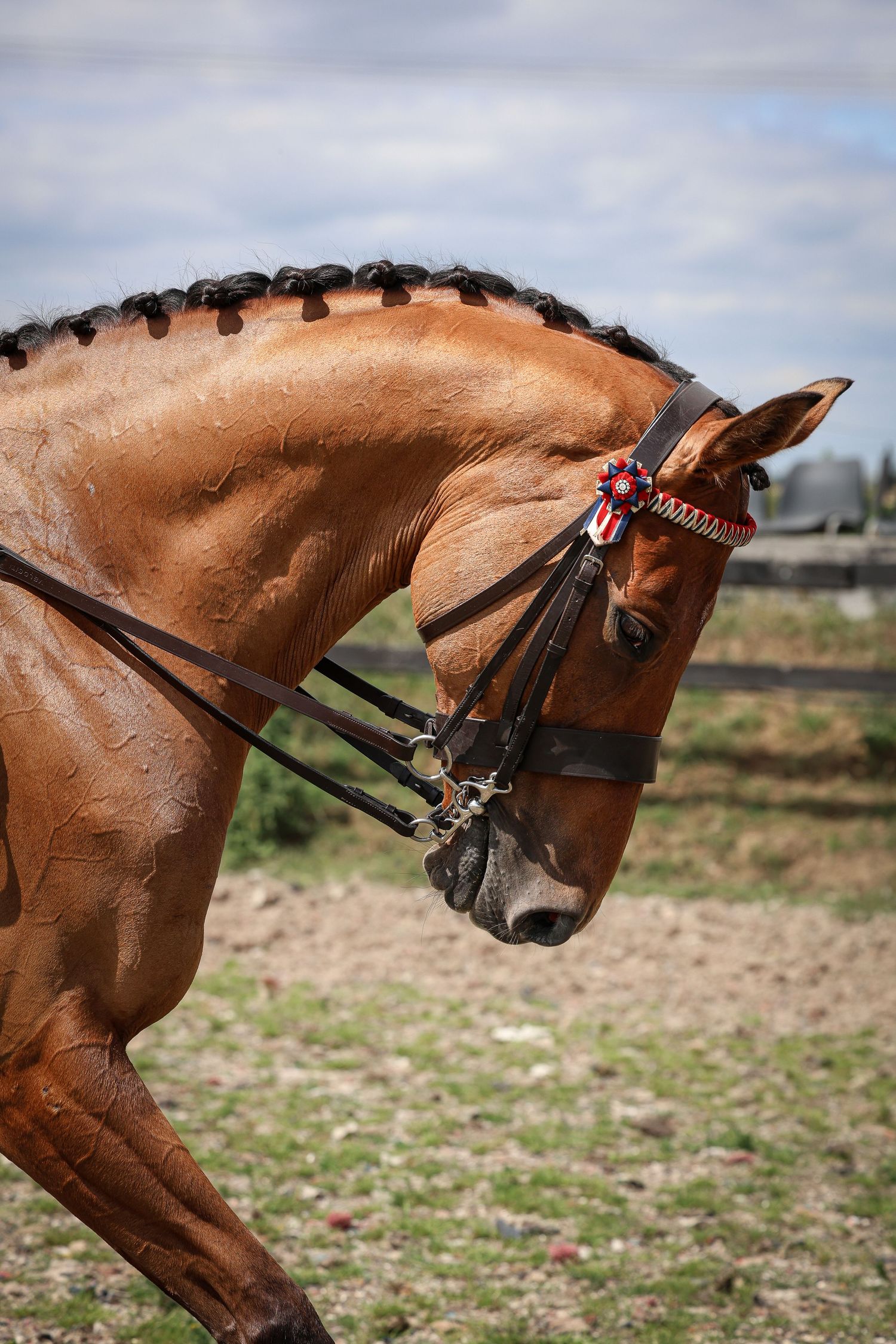Horse portrait photographed outdoors in Lincolnshire by equine photographer Sadie York Photography.