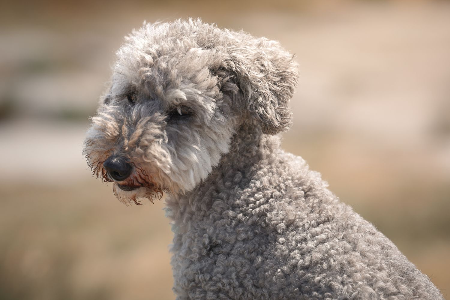 Dog photographed by Lincolnshire Pet Photographer Sadie York Photography. Dog Photography.