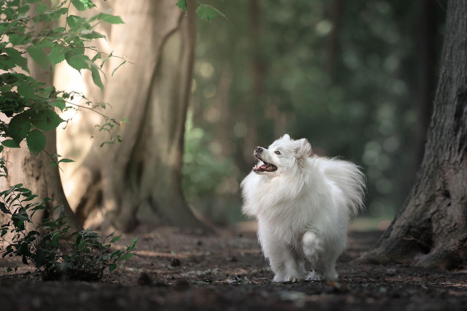 Dog photographed by Lincolnshire Pet Photographer Sadie York Photography. Dog Photography.