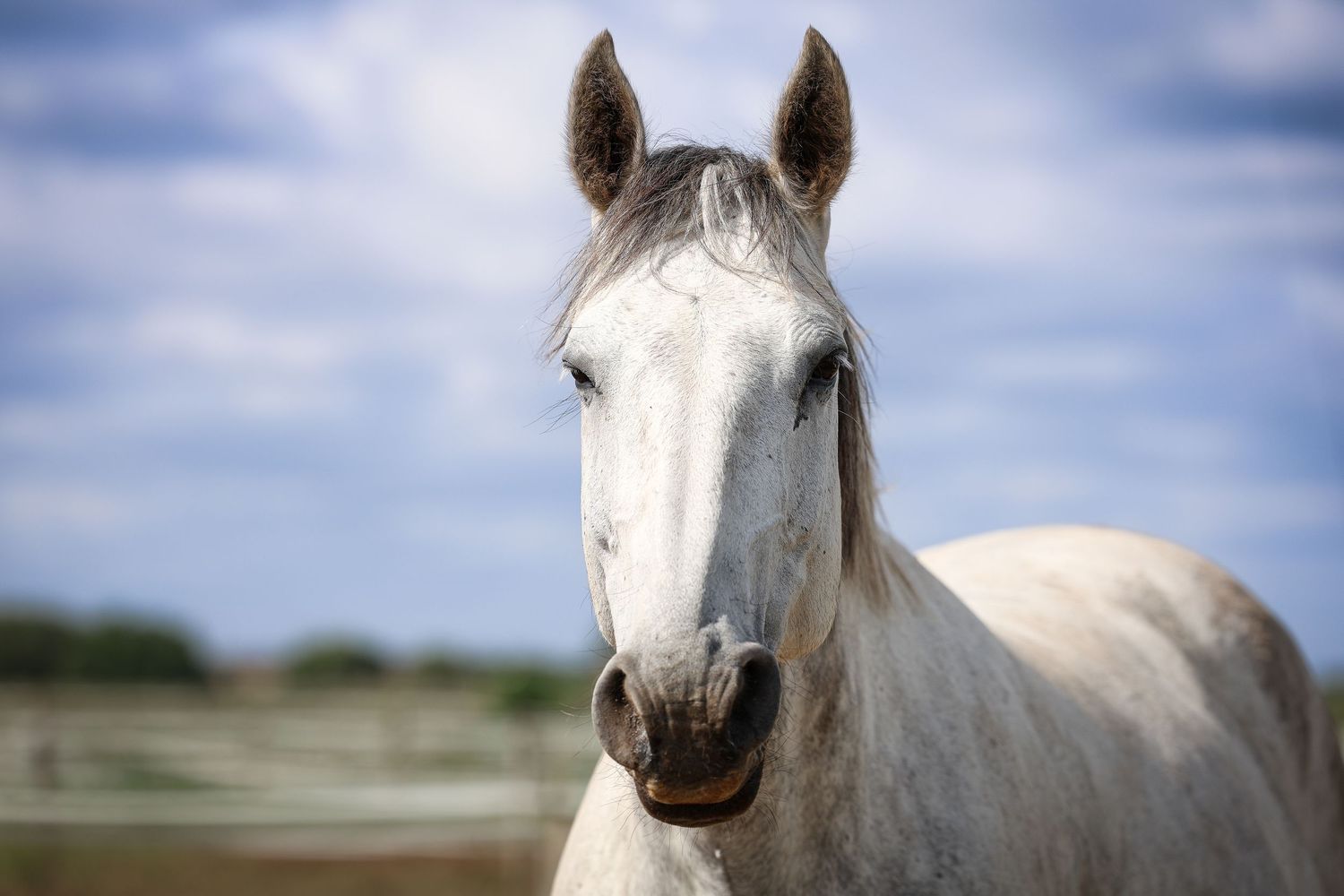 Horse portrait photographed outdoors in Lincolnshire by equine photographer Sadie York Photography.