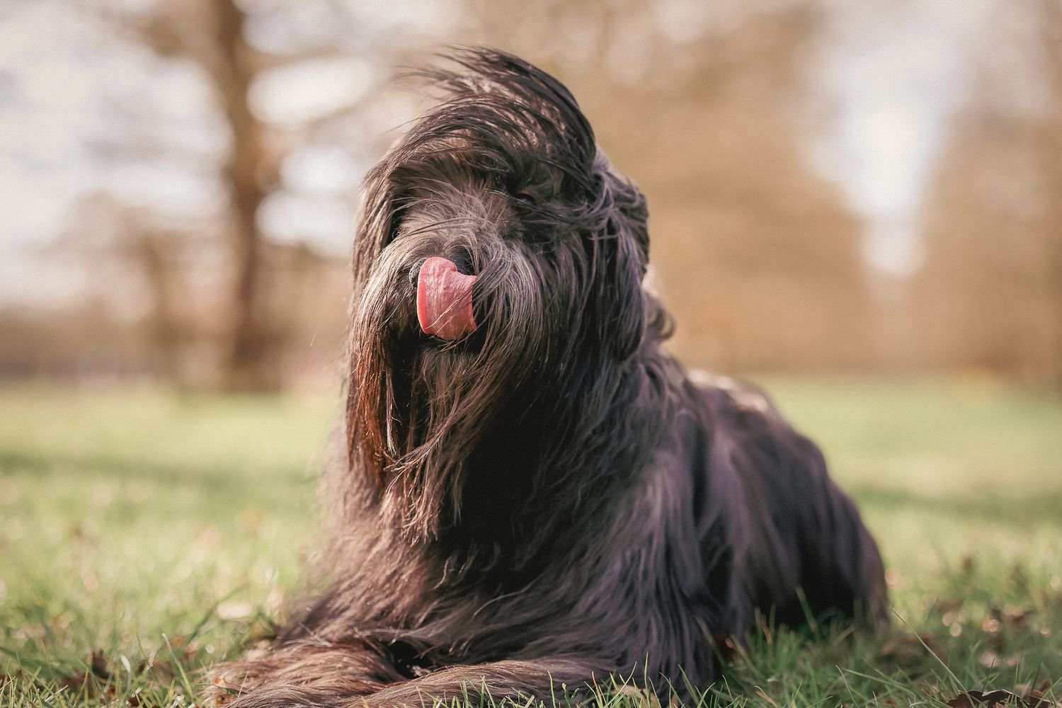 Dog photographed by Lincolnshire Pet Photographer Sadie York Photography. Dog Photography.