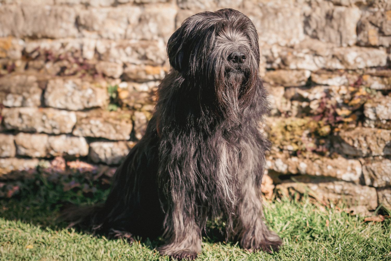 Dog photographed by Lincolnshire Pet Photographer Sadie York Photography. Dog Photography.