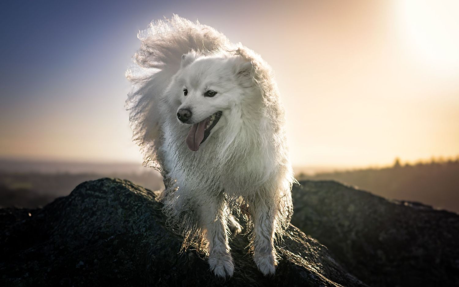 Dog photographed by Lincolnshire Pet Photographer Sadie York Photography. Dog Photography.