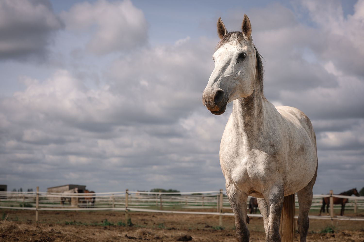 Horse portrait photographed outdoors in Lincolnshire by equine photographer Sadie York Photography.