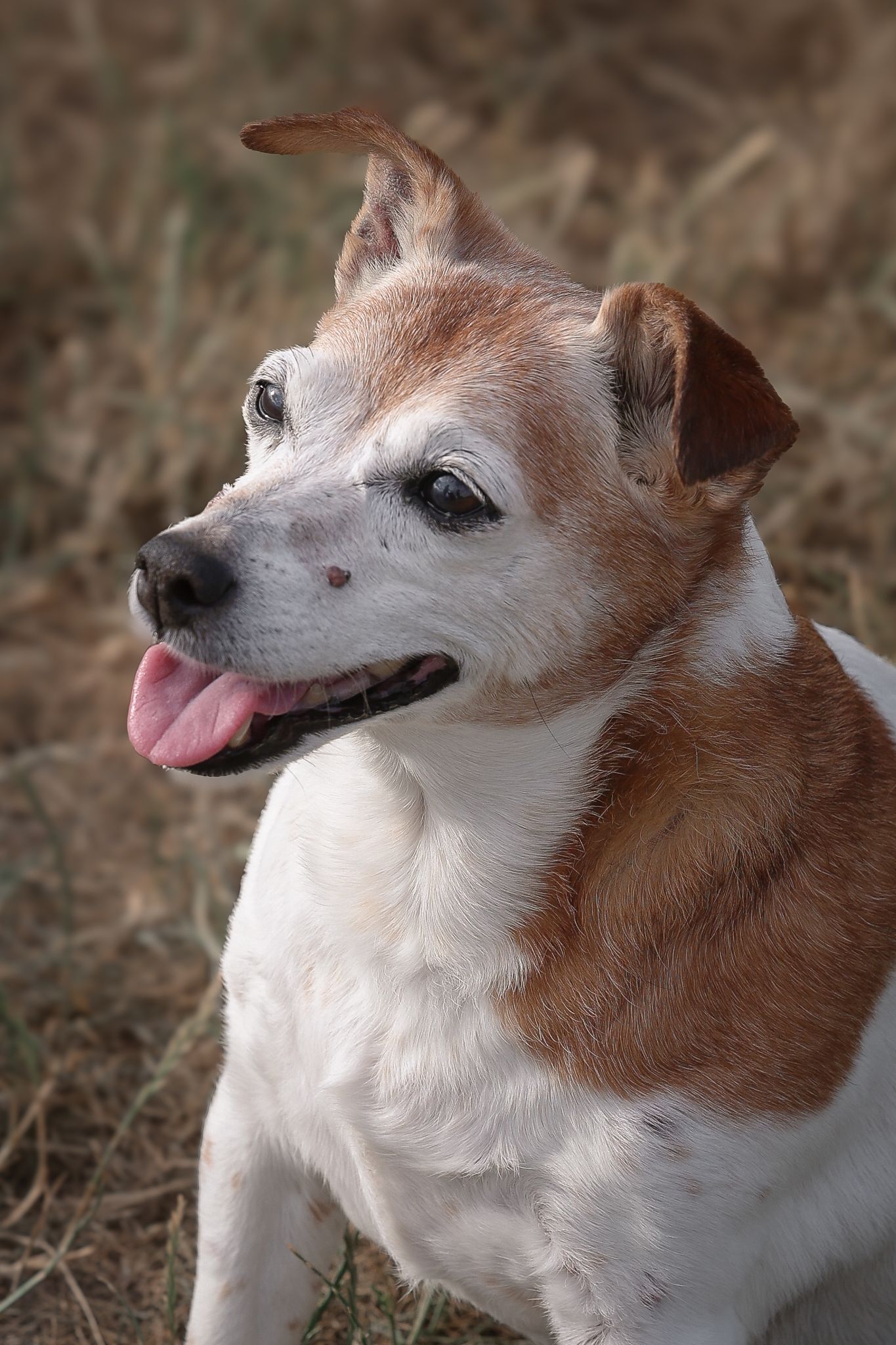 Dog photographed by Lincolnshire Pet Photographer Sadie York Photography. Dog Photography.