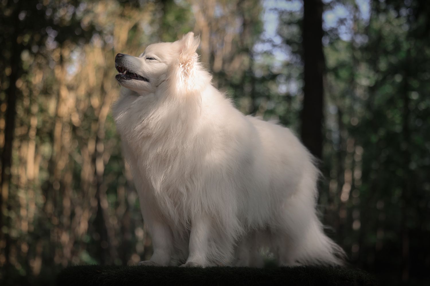 Dog photographed by Lincolnshire Pet Photographer Sadie York Photography. Dog Photography.
