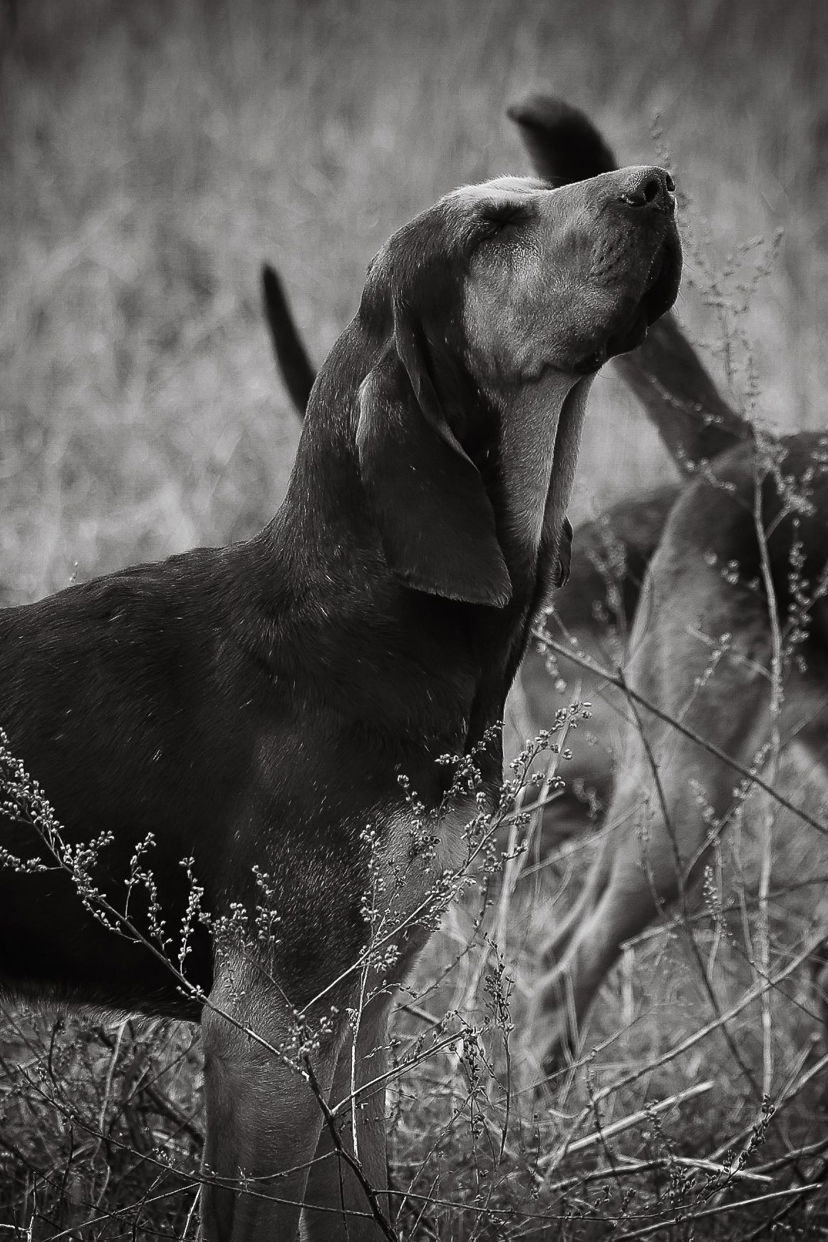 Dog photographed by Lincolnshire Pet Photographer Sadie York Photography. Dog Photography.