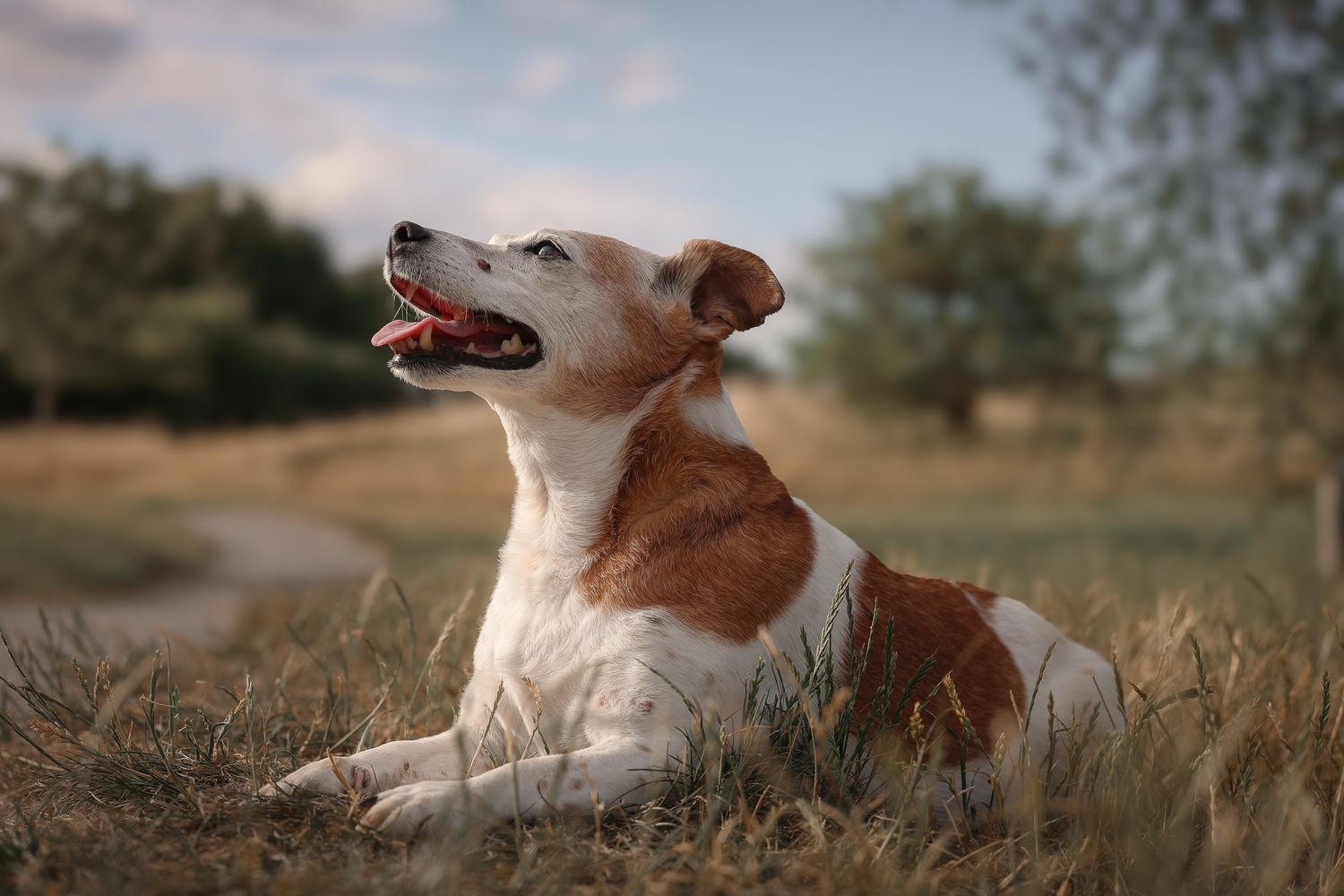 Dog photographed by Lincolnshire Pet Photographer Sadie York Photography. Dog Photography.