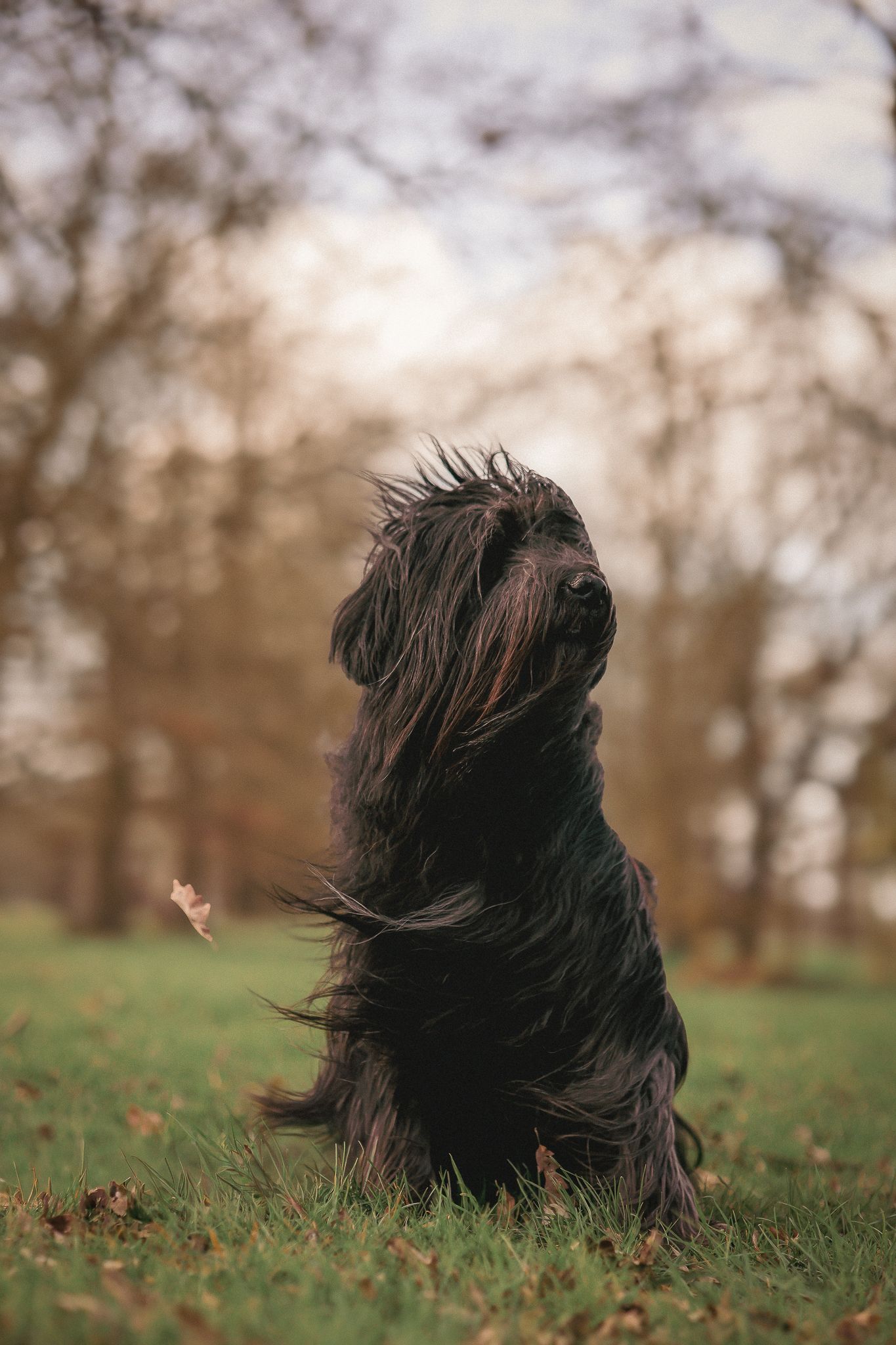 Dog photographed by Lincolnshire Pet Photographer Sadie York Photography. Dog Photography.