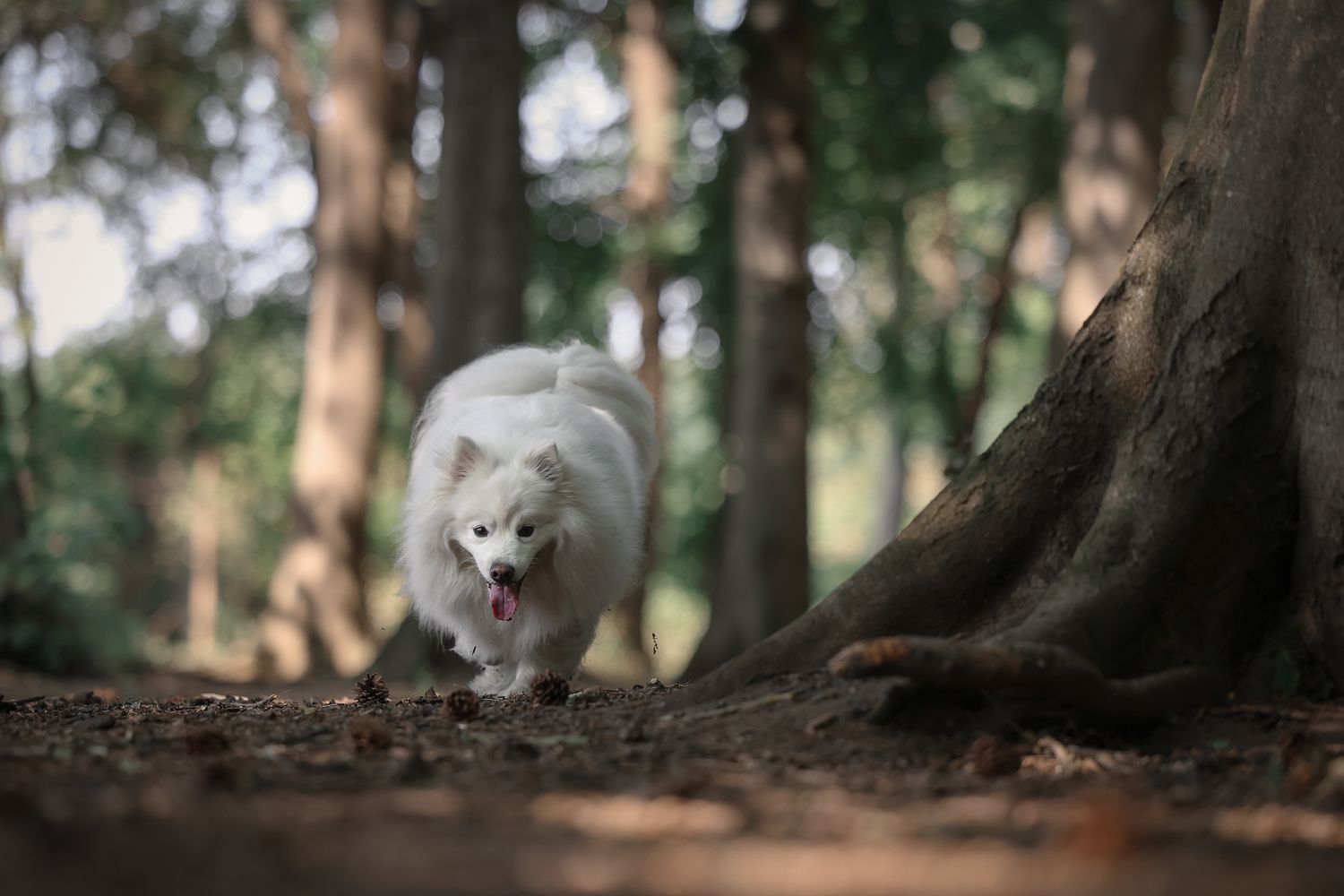 Dog photographed by Lincolnshire Pet Photographer Sadie York Photography. Dog Photography.