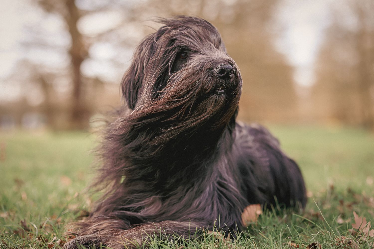 Dog photographed by Lincolnshire Pet Photographer Sadie York Photography. Dog Photography.