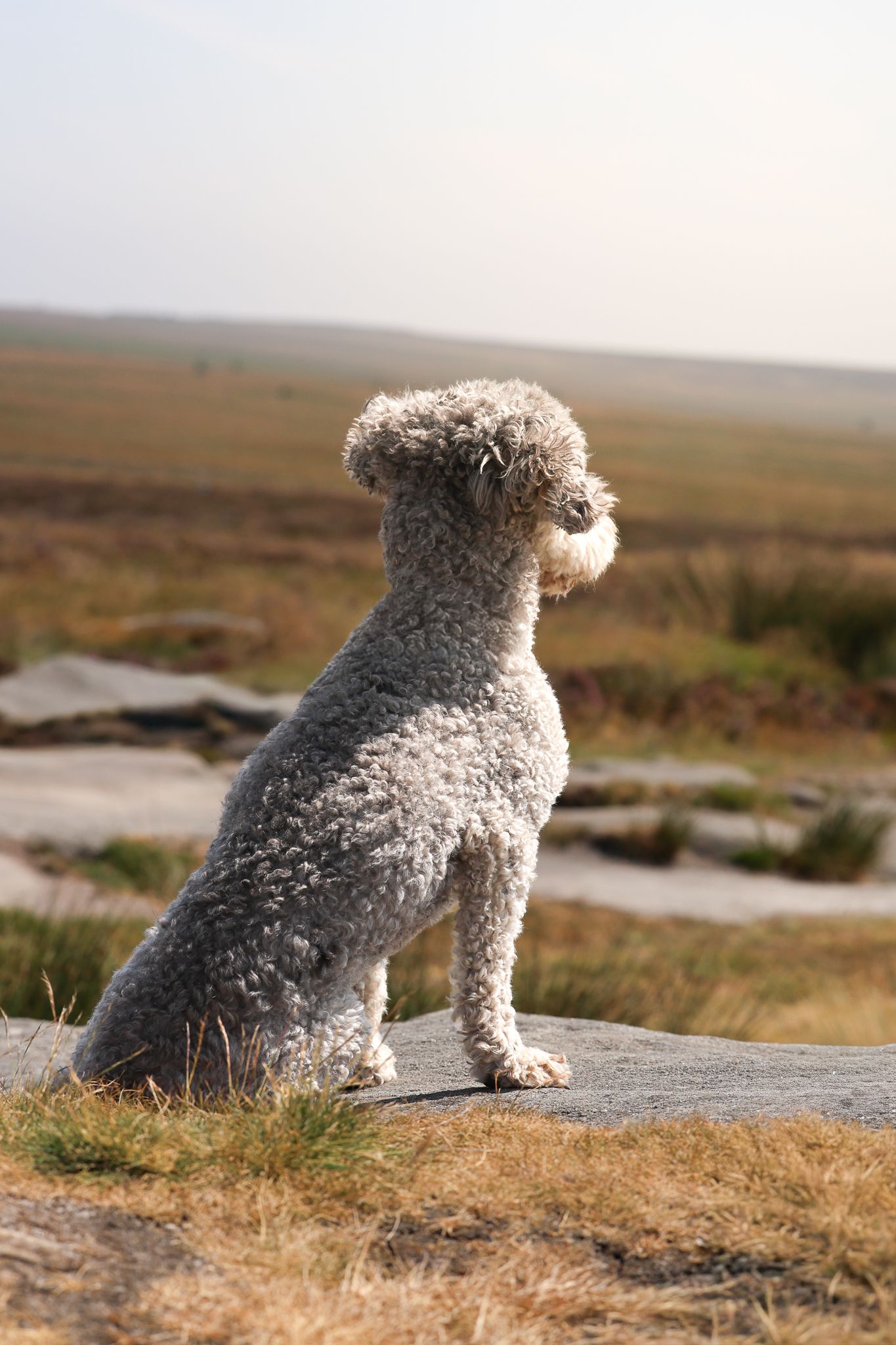 Dog photographed by Lincolnshire Pet Photographer Sadie York Photography. Dog Photography.