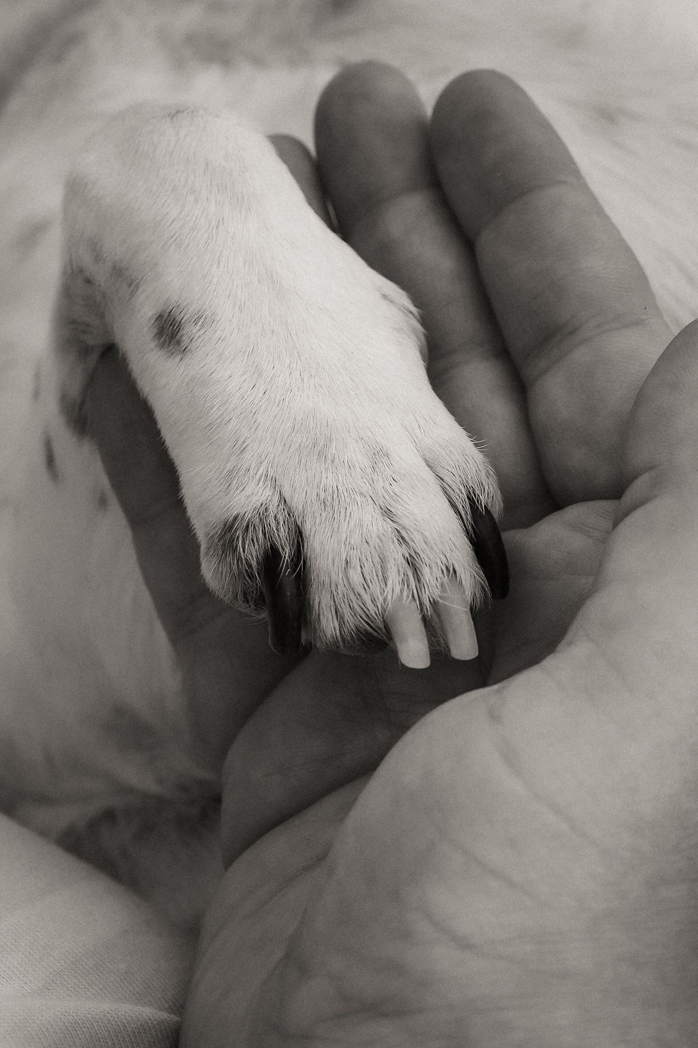 Dog photographed by Lincolnshire Pet Photographer Sadie York Photography. Dog Photography.