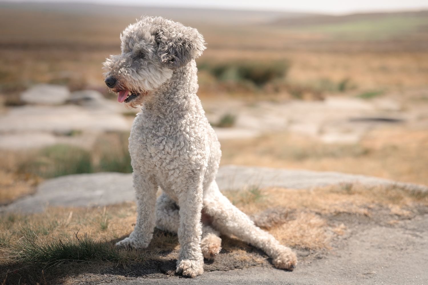 Dog photographed by Lincolnshire Pet Photographer Sadie York Photography. Dog Photography.