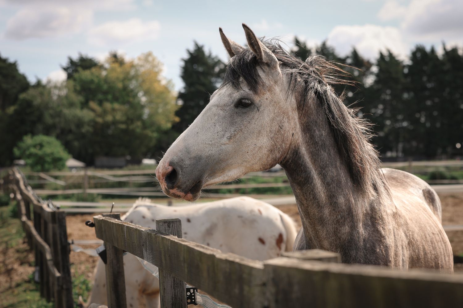Horse portrait photographed outdoors in Lincolnshire by equine photographer Sadie York Photography.