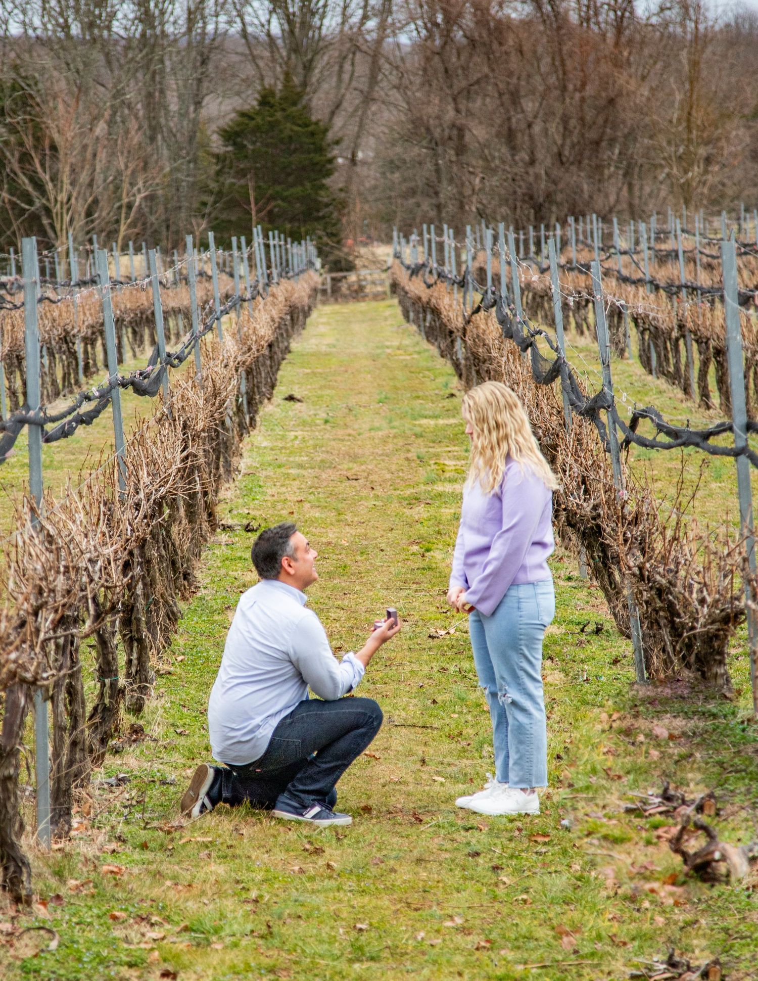A romantic proposal scene in a vineyard with dormant grapevines on a winter day.